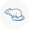 Rat Control Hoxton